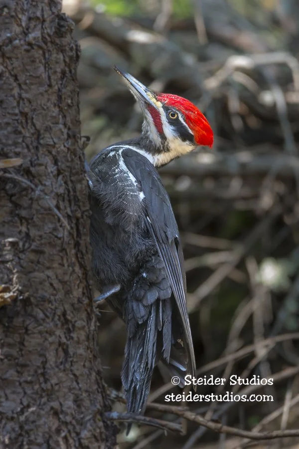 Steider Studios.Pileated Woodpecker.5.3.15.jpg