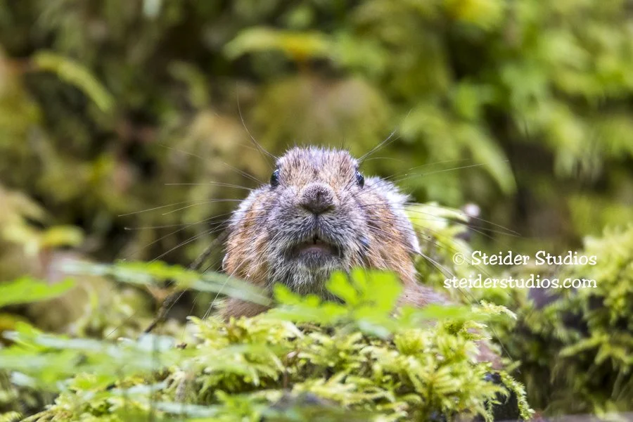 Steider Studios.Pika.9.7.16-6.jpg