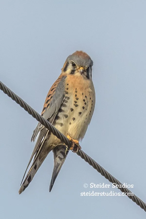 Steider Studios.American  Kestrel.1.24.19-4.jpg