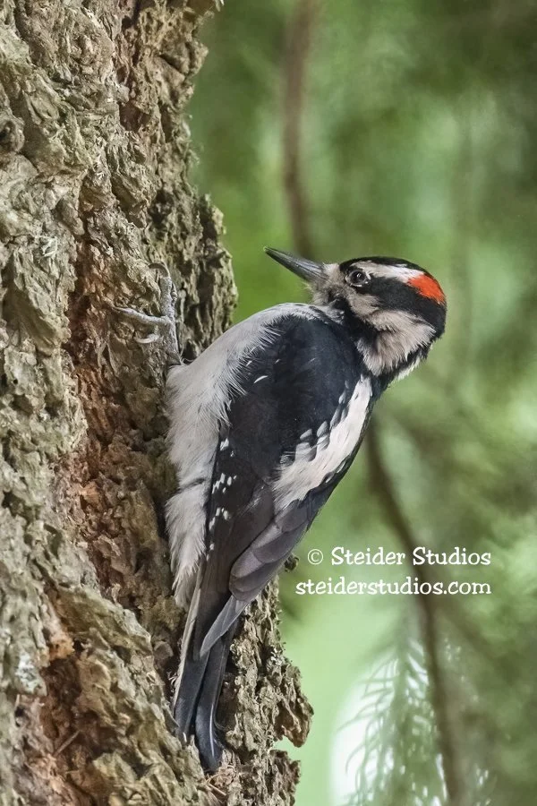Steider Studios.Hairy Woodpecker.11.3.20-2.jpg