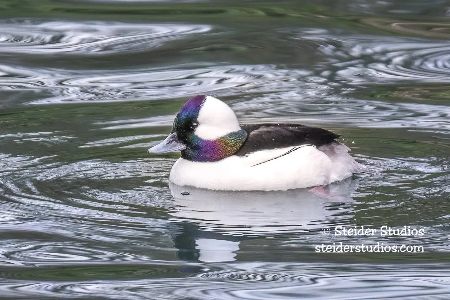 Steider Studios.Bufflehead.Hatchery.2.10.15.jpg