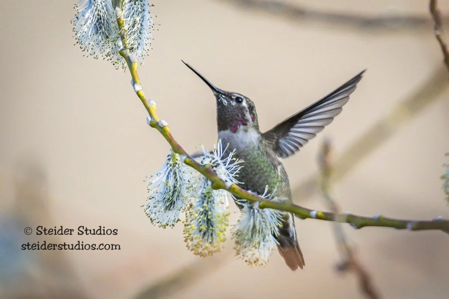 Steider Studios.Hummingbird.2.15.15.jpg