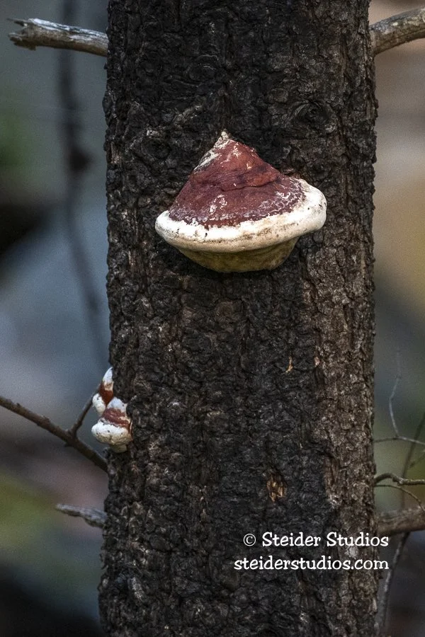 Steider Studios.Red-belted Conk.Wyeth.9.7.21.jpg
