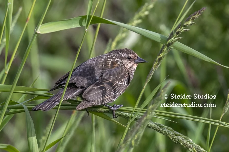 Steider Studios.Red-winged.Conboy.6.3.19.jpg