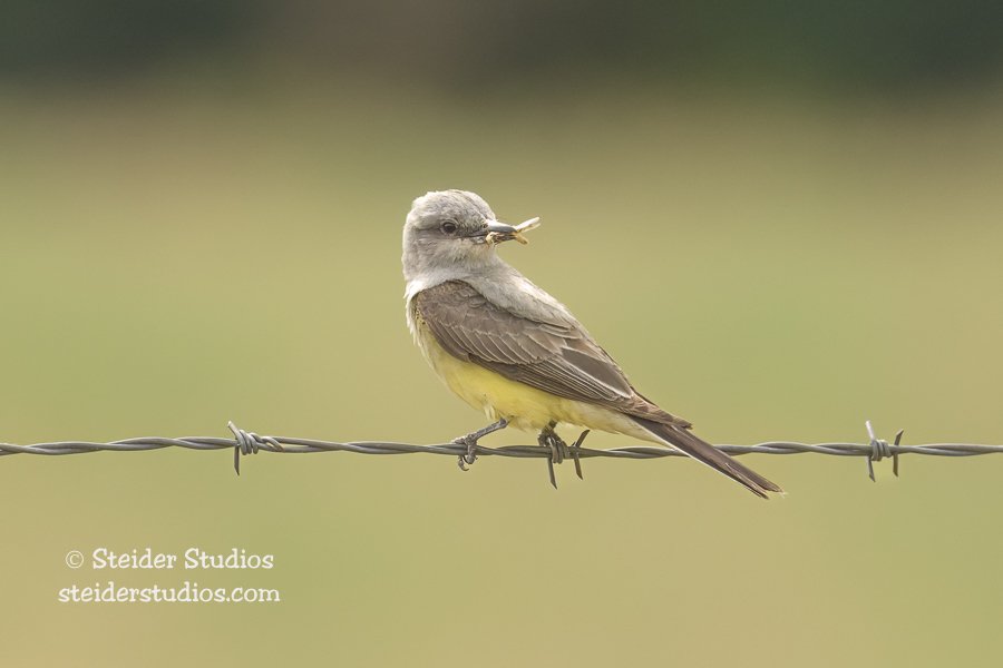 Steider Studios.Western Kingbird.6.19.25.jpg