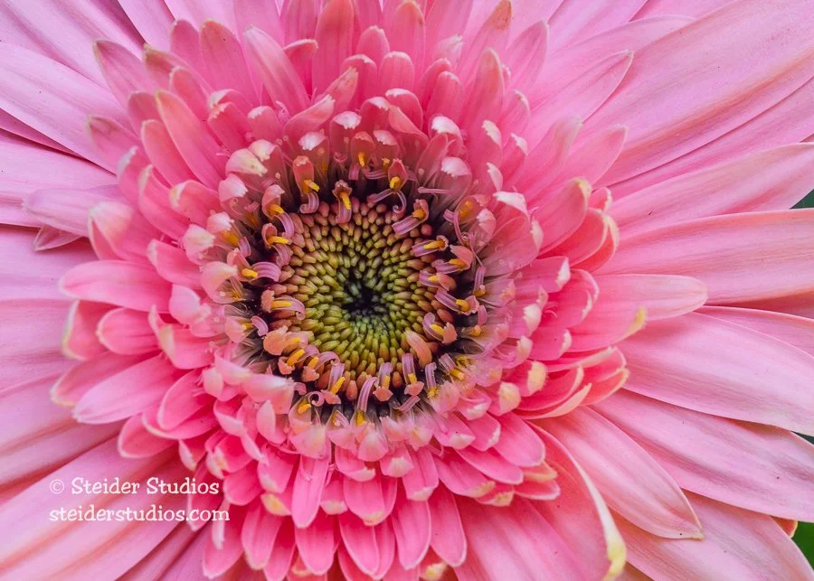 Steider Studios.Gerbera Daisy.9.8.12.jpg