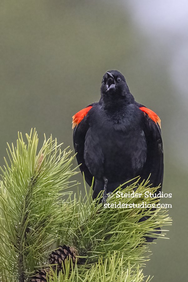 Steider Studios.Red-winged Blackbird.4.25.22.jpg
