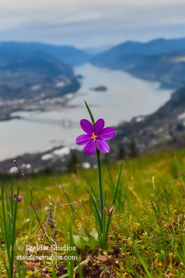 Steider Studios.Grass Widow Landscape.3.26.16.jpg