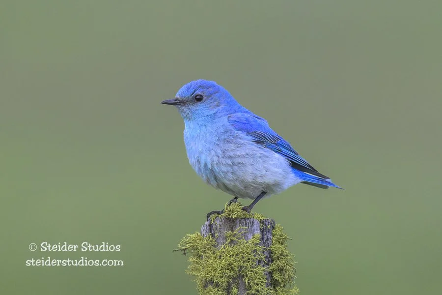Steider Studios.Mountain Bluebird.Conboy.5.17.25.jpg