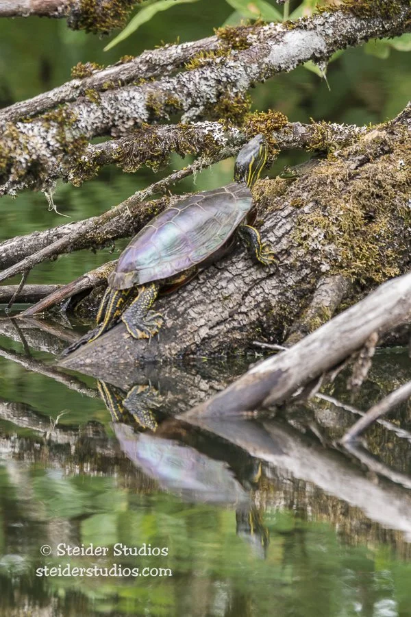 Steider Studios.Ridgefield Frog with Turtle.9.3.15.jpg