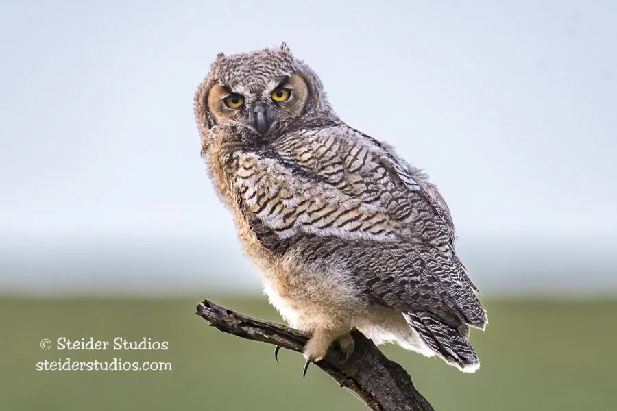 Steider Studios.GHO.6.3.17-4.jpg