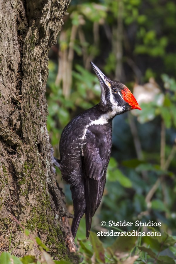 Steider Studios.Pileated Woodpecker.4.5.15.jpg