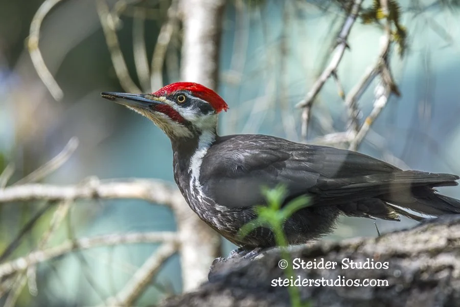 Steider Studios.Pileated Woodpecker.Home.5.3.15.jpg