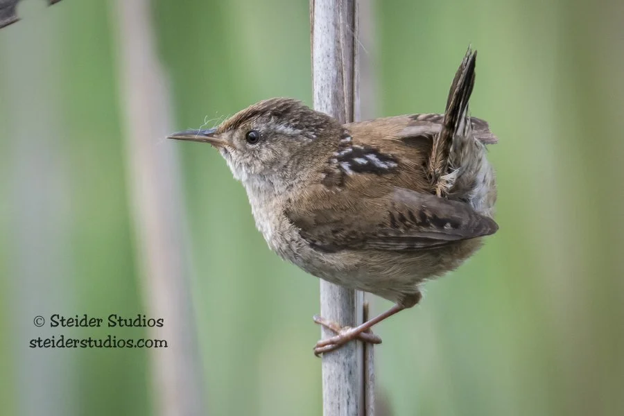 Steider Studios.Marsh Wren.Ridgefield.5.18.17.jpg