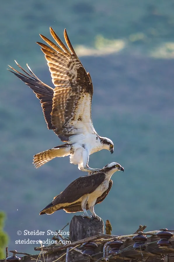 Steider Studios.Osprey Mating.5.13.14-5.jpg