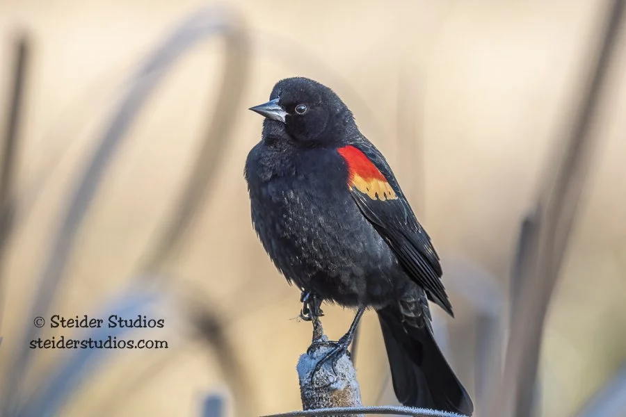 Steider Studios.Red-winged Blackbird.10.30.21.jpg
