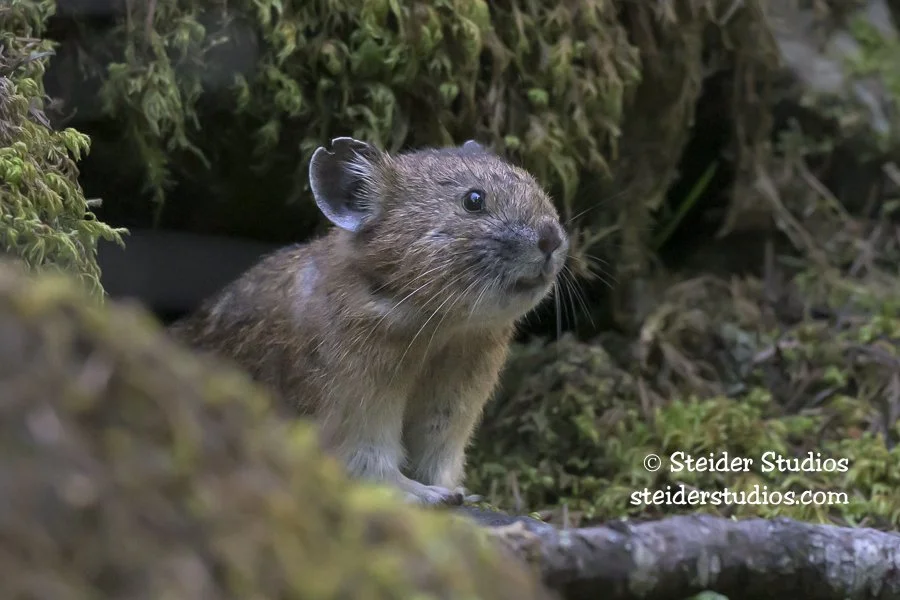 Steider Studios.Pika.4.8.26-3.jpg