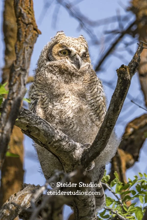 Steider Studios.Great Horned Owlet.5.30.17-2.jpg