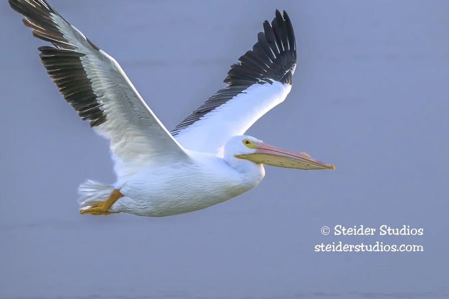 Steider Studios.Pelican.1.27.26-2.jpg
