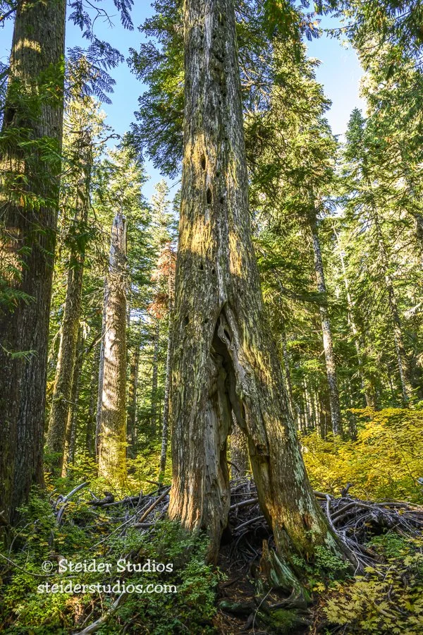 Steider Studios.Tree.Lost Lake.10.7.23.jpg