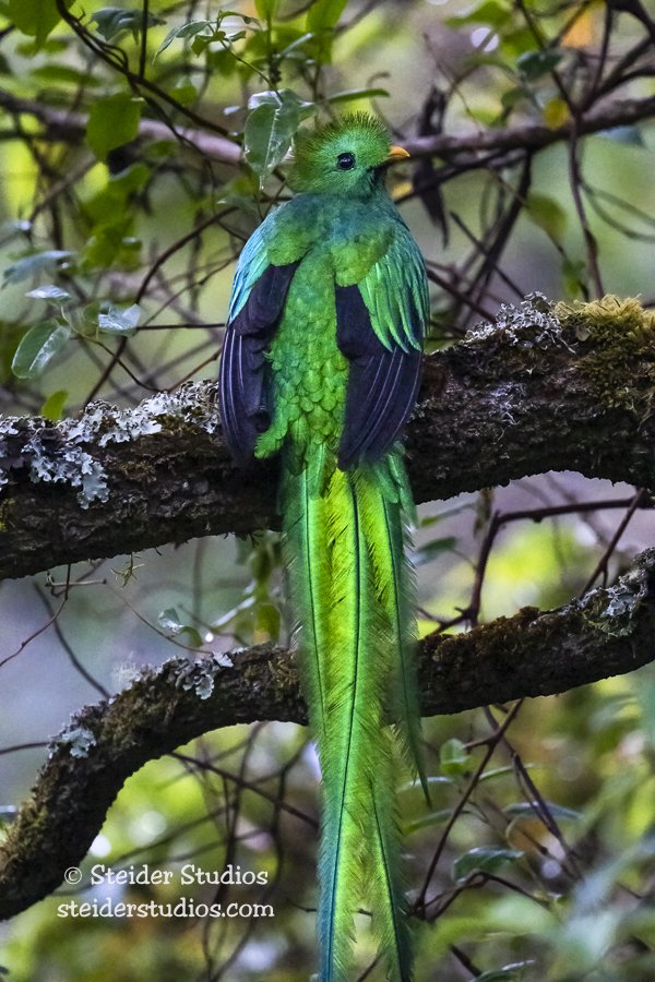 Steider Studios.Resplendent Quetzel.4.1.25.jpg