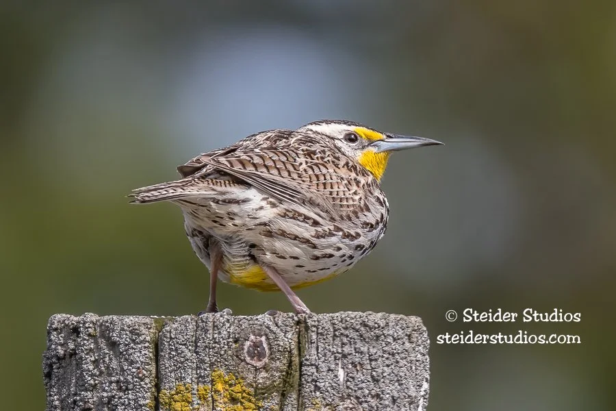 Steider Studios.Western Meadowlark.4.11.17.jpg