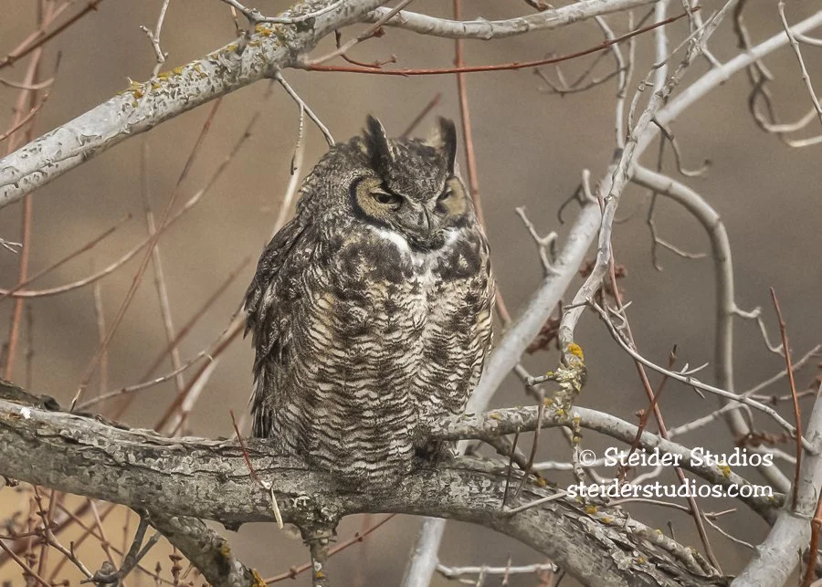 Steider Studios.Great Horned Owl.11.21.22.jpg
