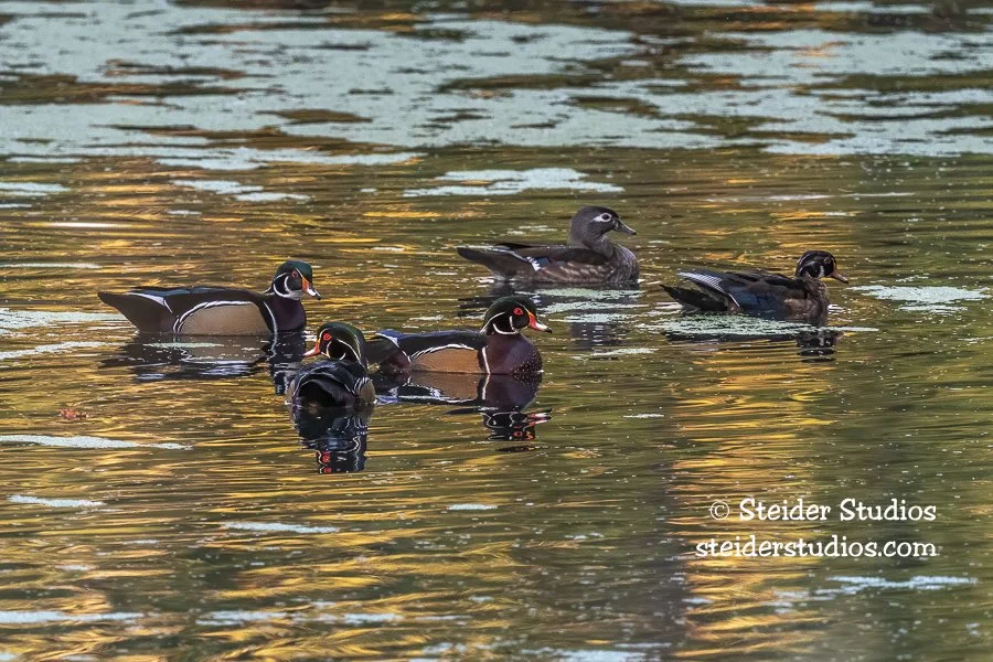 Steider Studios.Wood Duck Group.9.30.21.jpg