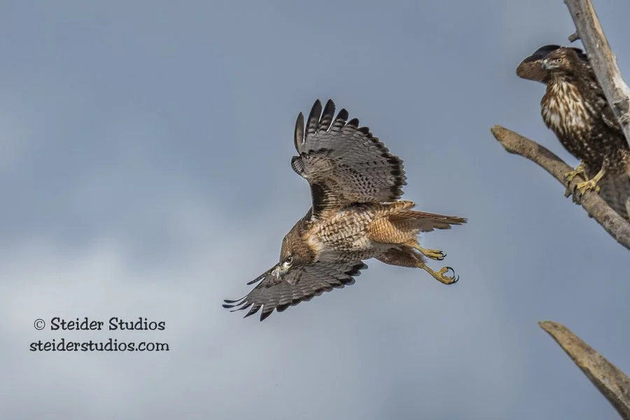 Steider Studios.RT Hawk.2.19.18.jpg