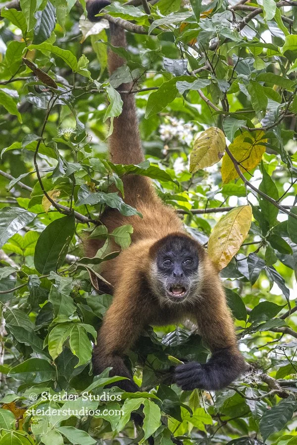 Steider Studios.Spider Monkey.4.12.25-2.jpg