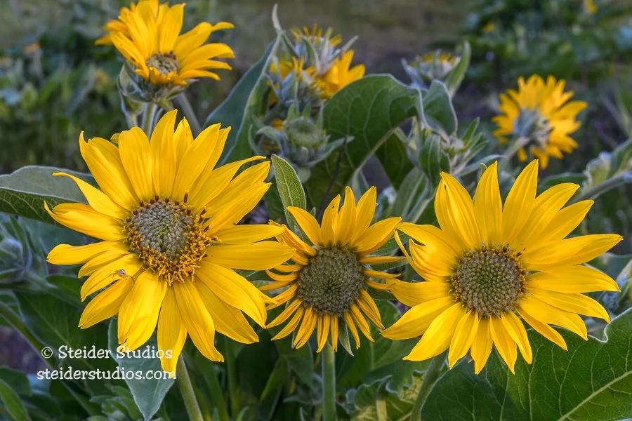Steider Studios.Balsamroot with Passanger.4.23.17.jpg