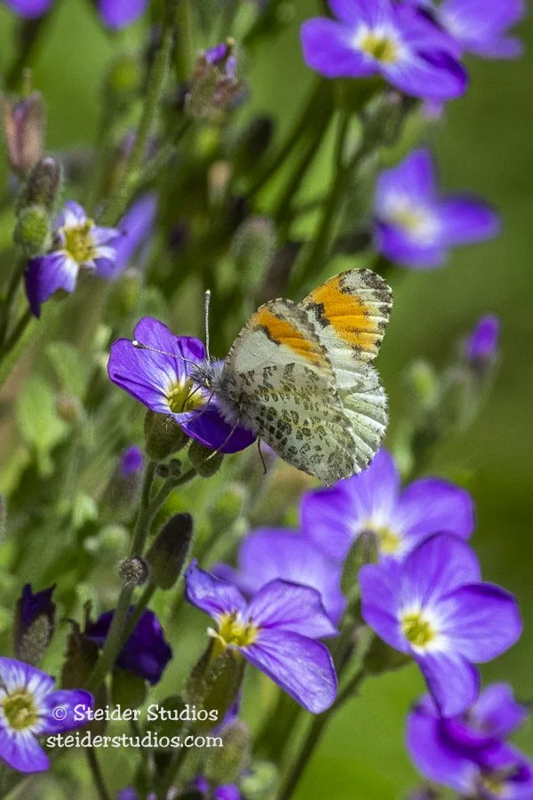Steider Studios.Sara's Orangetip.5.4.20-2.jpg