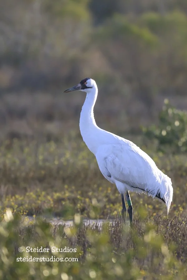 Steider Studios.Whooping Crane.1.27.26.jpg