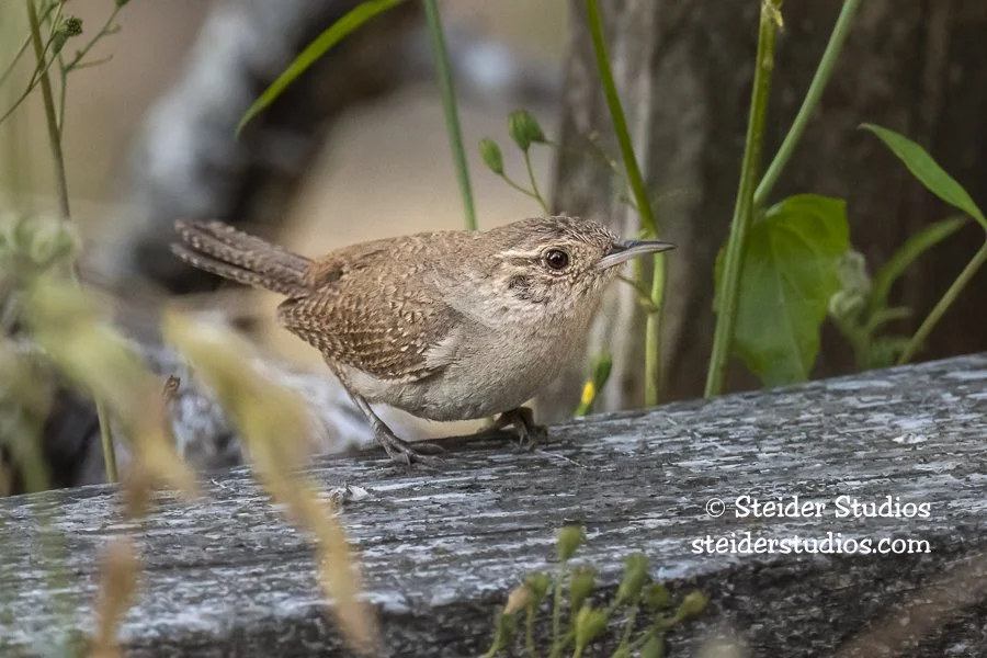 House Wren in Summer Garden