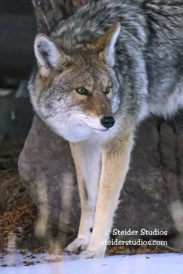 Steider Studios.Coyote.12.8.25.jpg