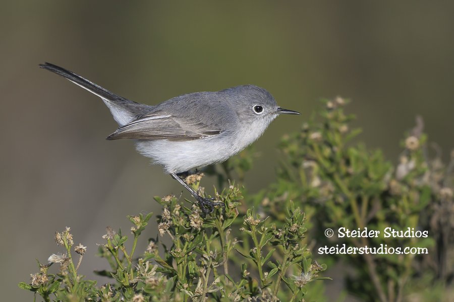 Steider Studios.Blue-gray Gnatcatcher.1.12.26.jpg