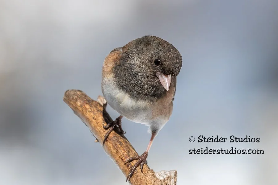 Steider Studios.Junco.2.28.19-2.jpg