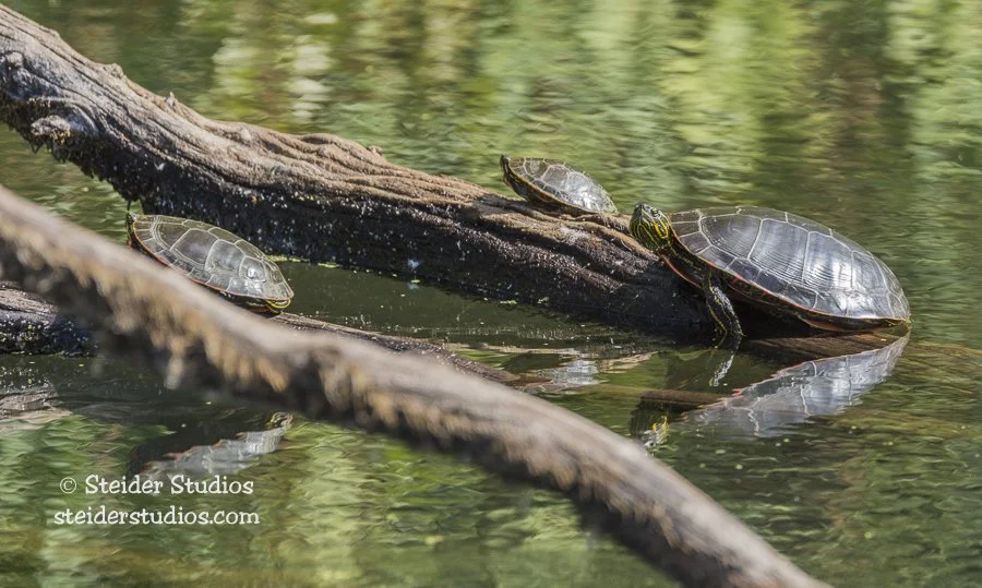 Steider Studios.Ridgefield Turtle Trio.9.3.15.jpg