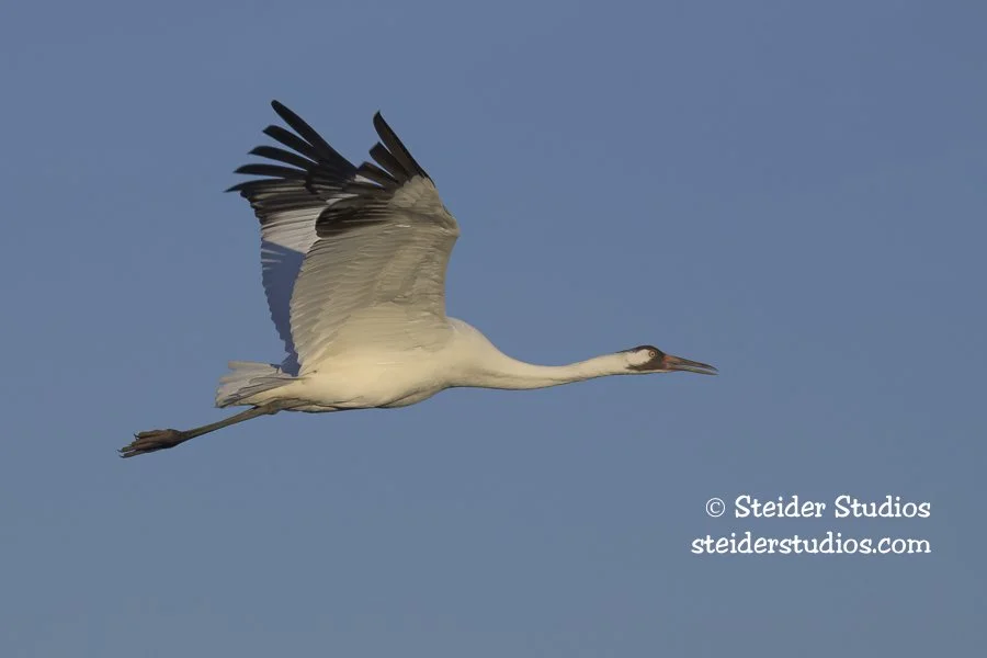 Steider Studios.Crane in Flight.1.28.26-2.jpg