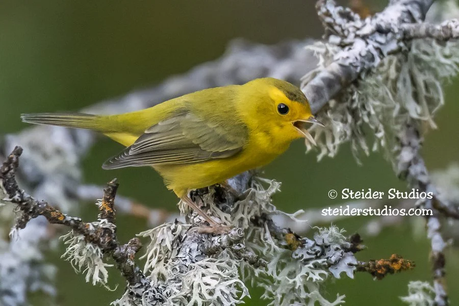 Steider Studios.Wilson's Warbler.8.5.18.jpg