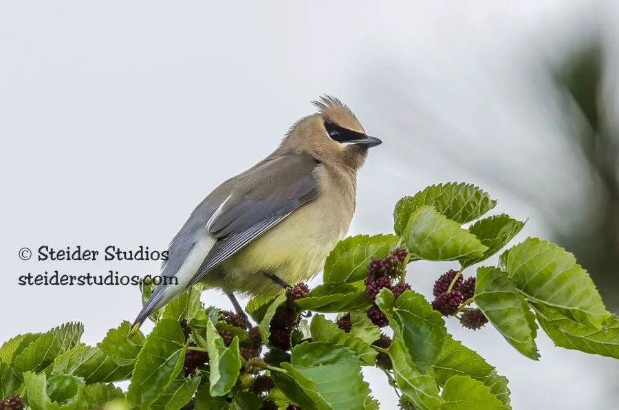 Steider Studios.Cedar Waxwing.6.2.14.jpg