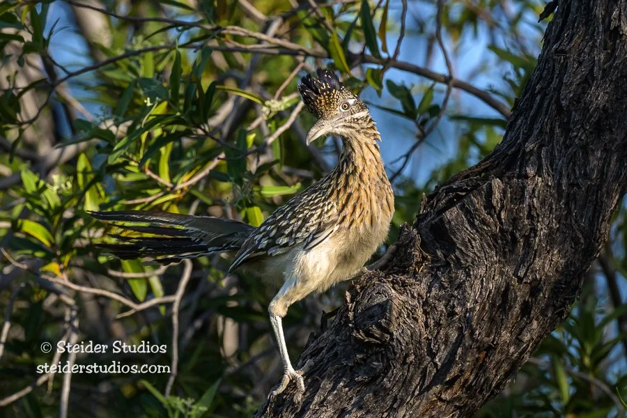 Steider Studios.Roadrunner.5.7.23-4.jpg
