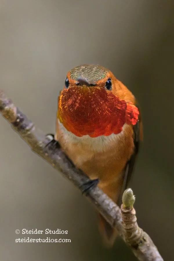 Steider Studios.Rufous Hummingbird.4.22.23-14.jpg
