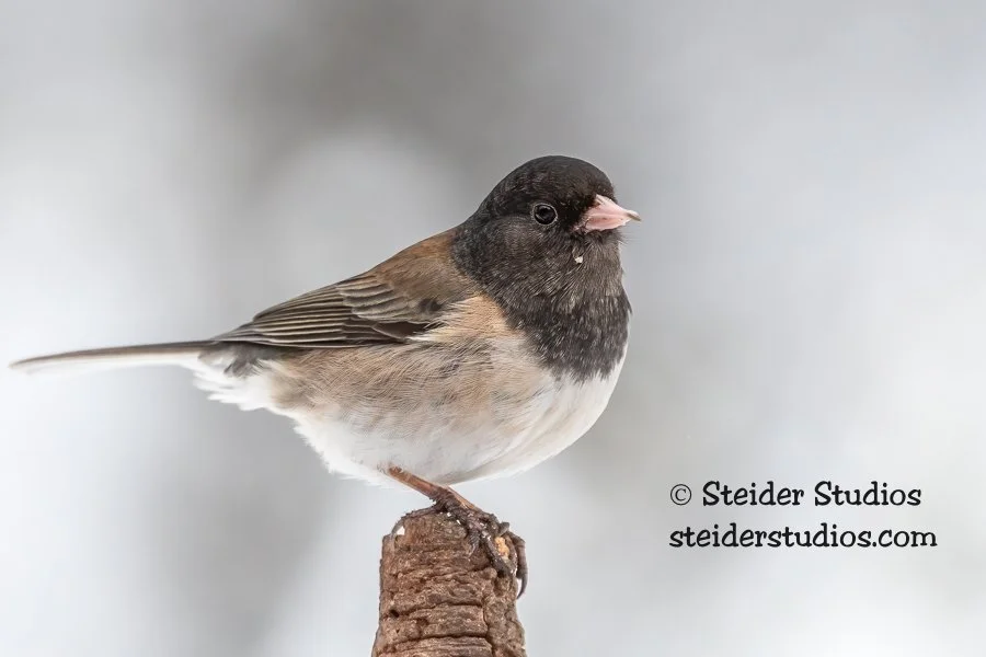 Steider Studios.Junco.2.15.19.jpg