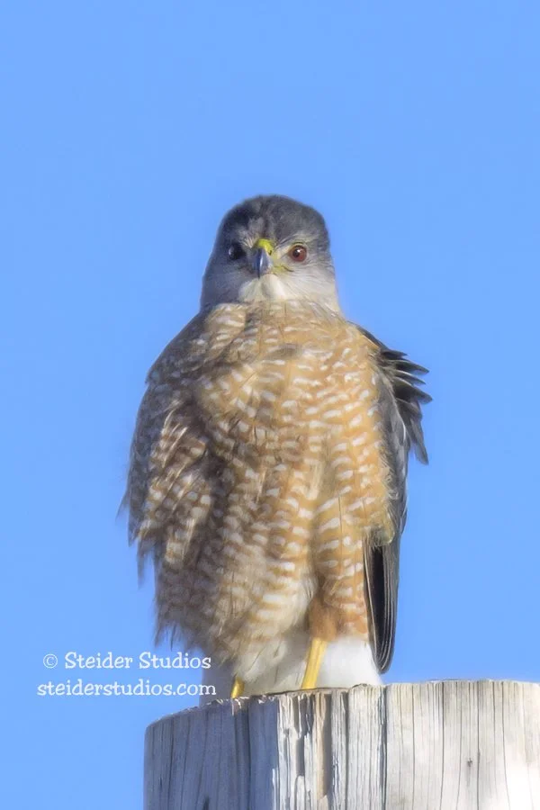 Steider Studios.Cooper’s Hawk.2.8.23-2.jpg