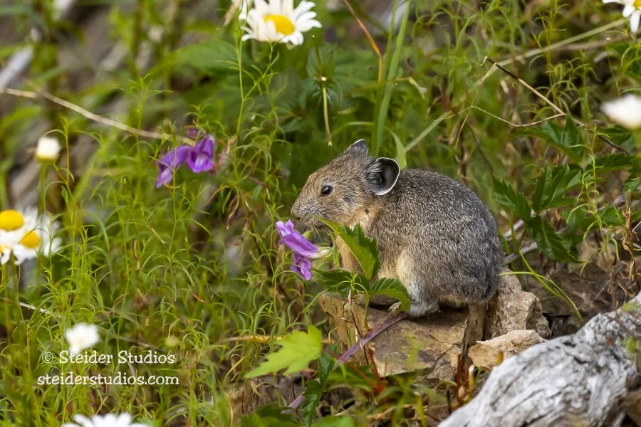 Steider Studios.Pika in Flowers7.21.20.jpg