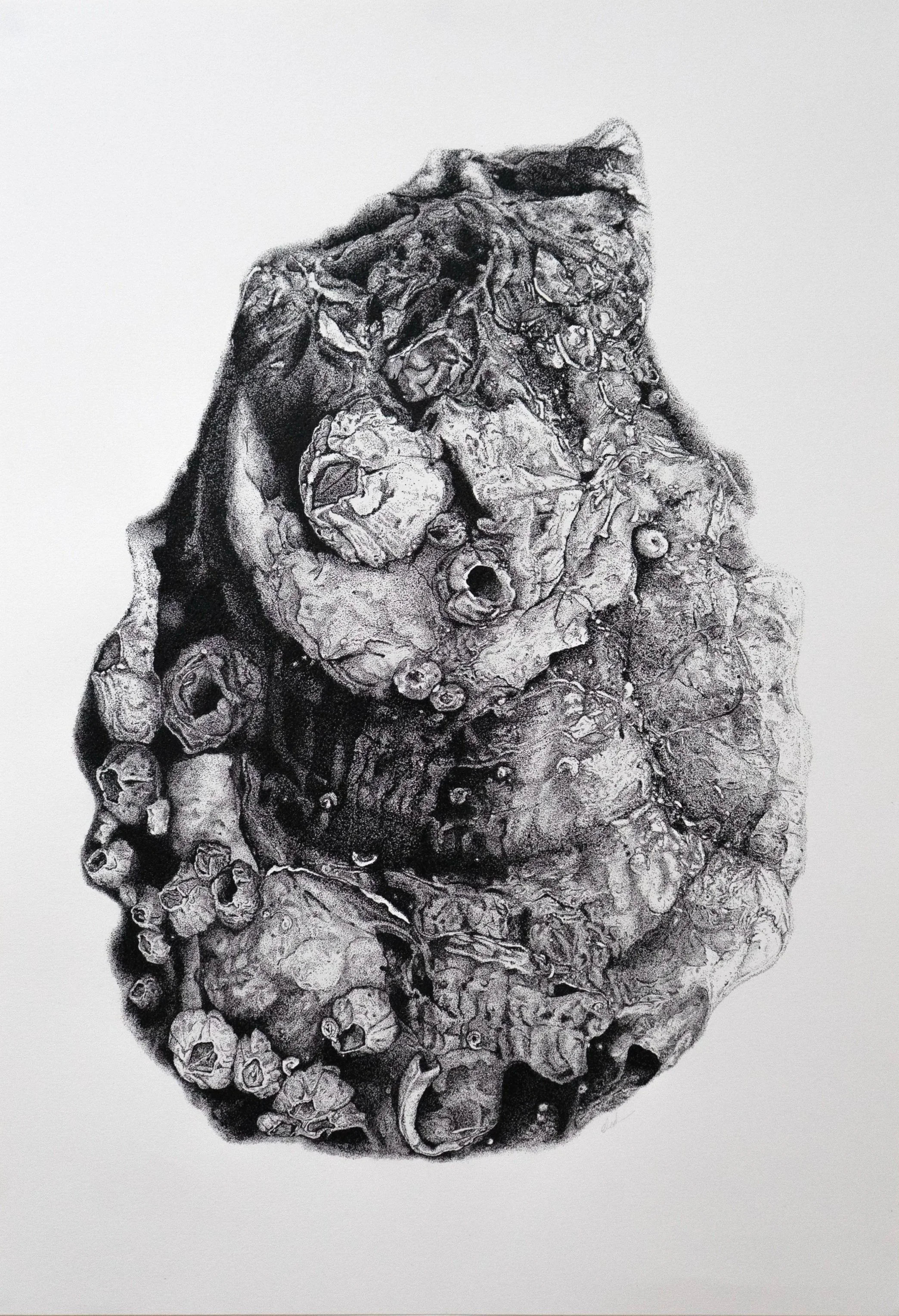 Oyster 2026, 
Ink on paper, stippling with nib:


Over 120 hours of painstaking precision. I took a photo of this beautiful oyster shell while travelling on the Isle of Mull. Months of concentration, zeroing in on its detail, revealed to me that the 