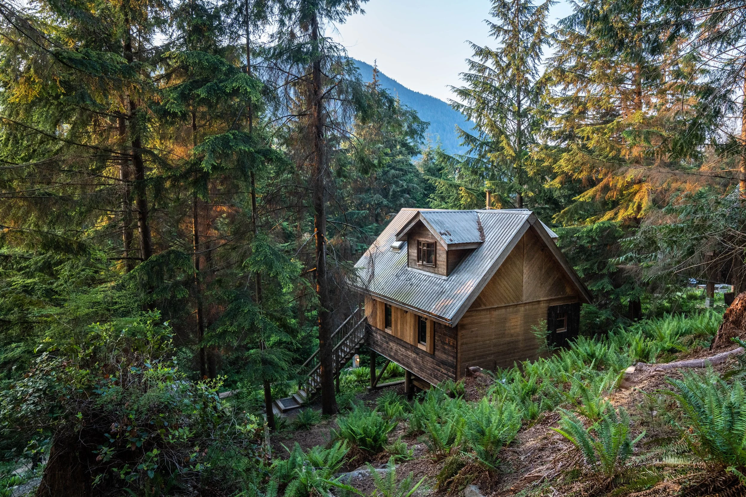 A wooden house with a metal roof situated in a dense forest of tall evergreen trees.