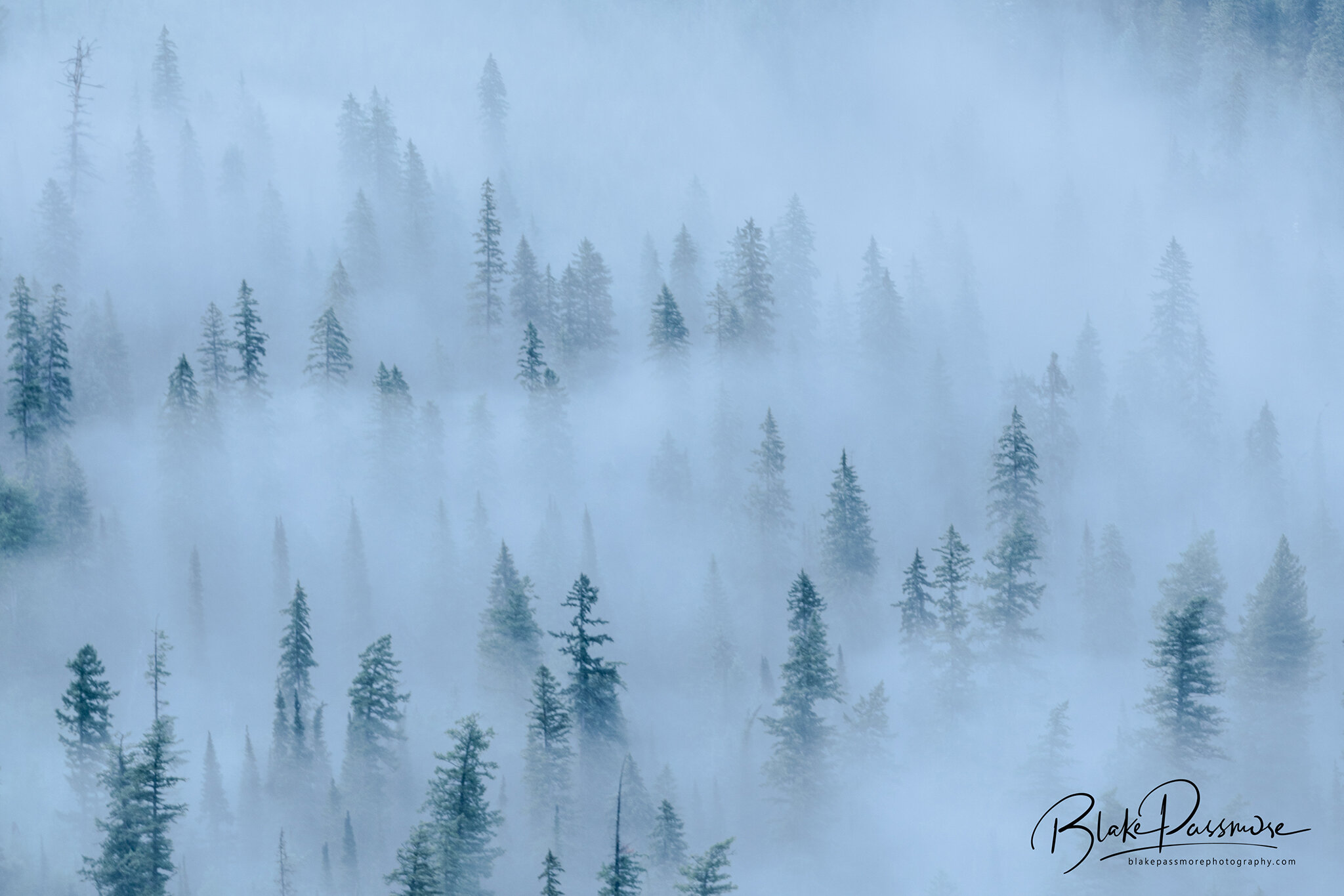 Clouds and Pine.jpg