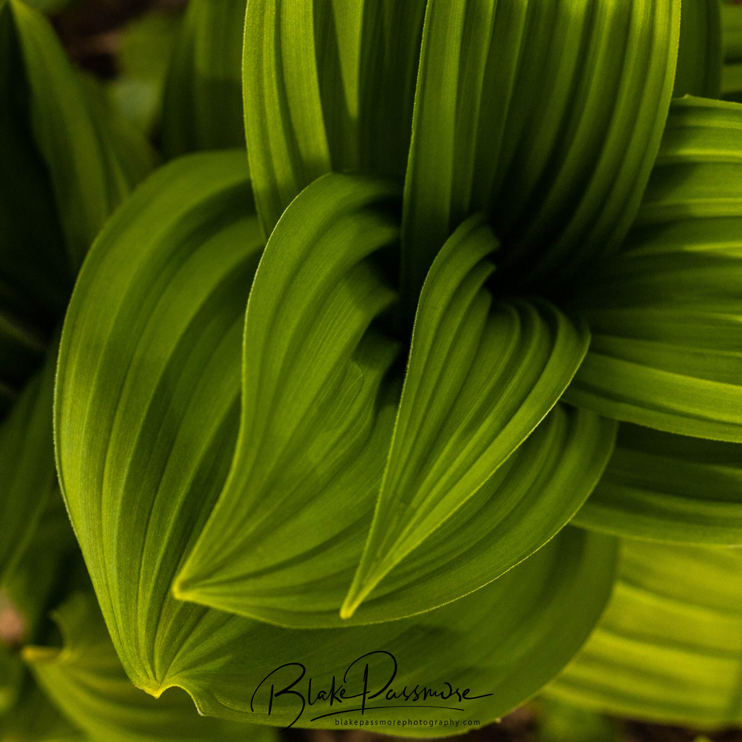 Leafy.jpg